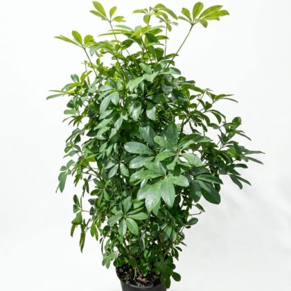 Schefflera Arboricola