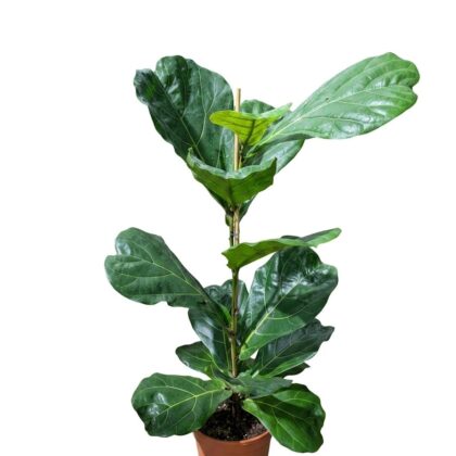 Ficus Lyrata