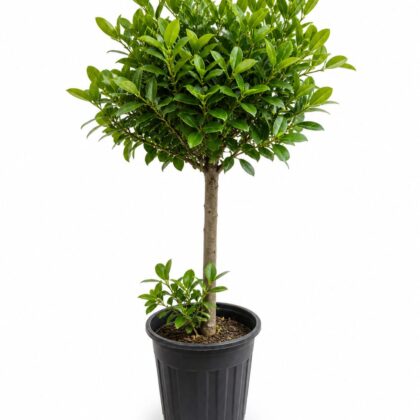Ficus microcarpa (Moclame)