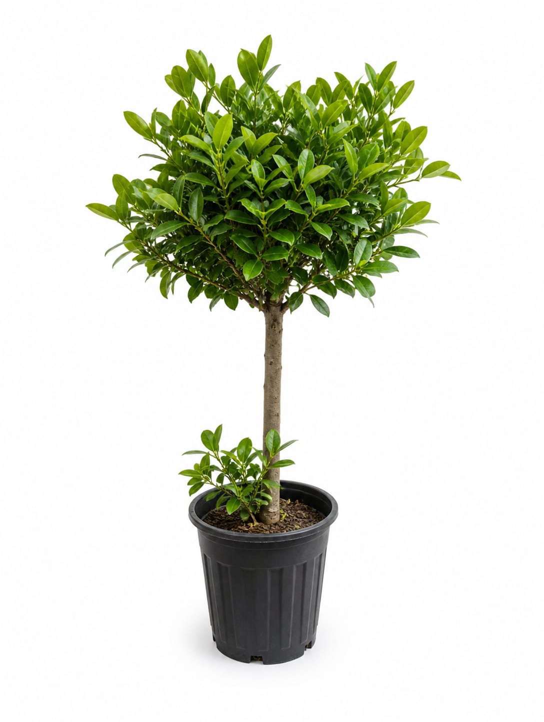 Ficus microcarpa (Moclame)