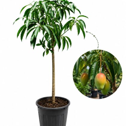 Mango Tree 1 metres