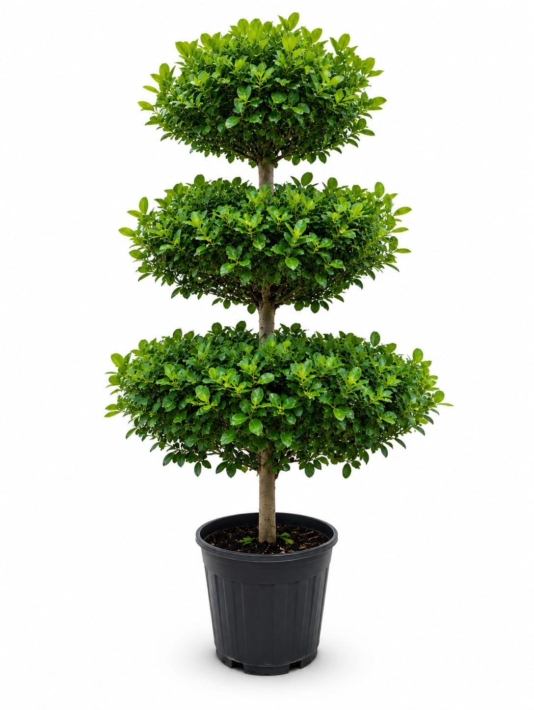 Ficus Microcarpa Mottle Leaf (3-Tier Topiary) - Image 2