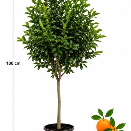 Orange Tree