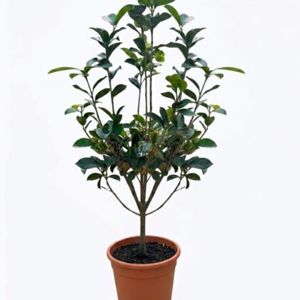 Camellia 1 metre