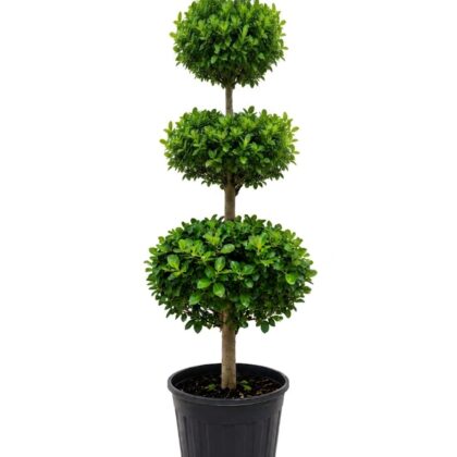 Ficus Microcarpa Mottle Leaf (3-Tier Topiary)