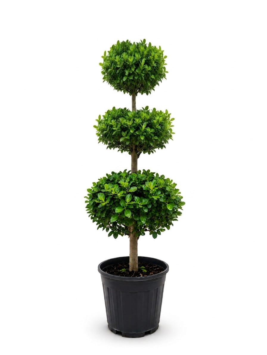 Ficus Microcarpa Mottle Leaf (3-Tier Topiary)