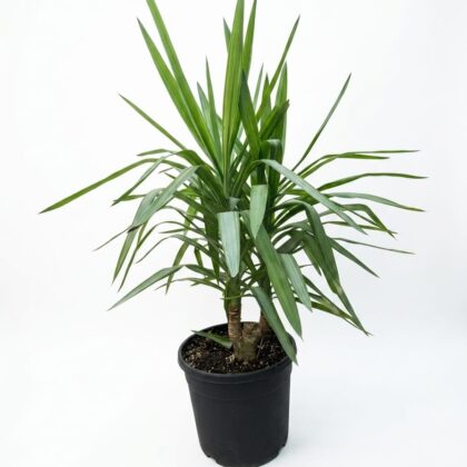 Yucca Cane
