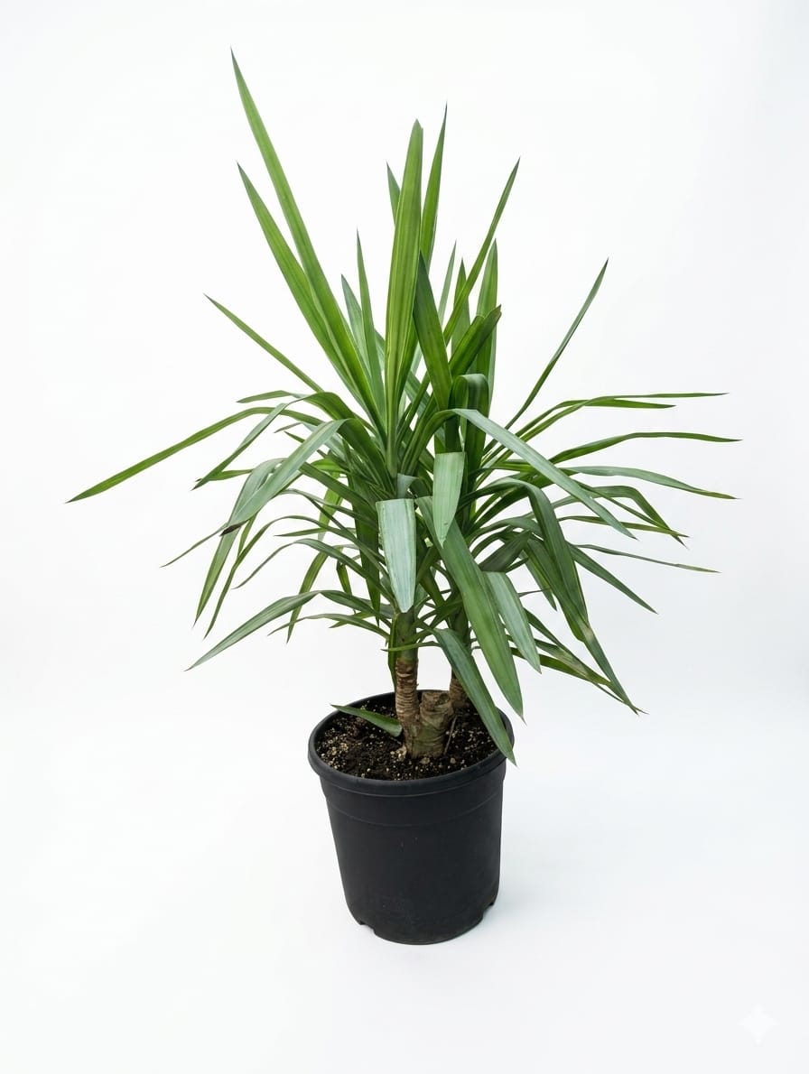 Yucca Cane