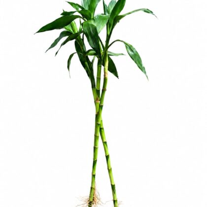 lucky bamboo 1piece
