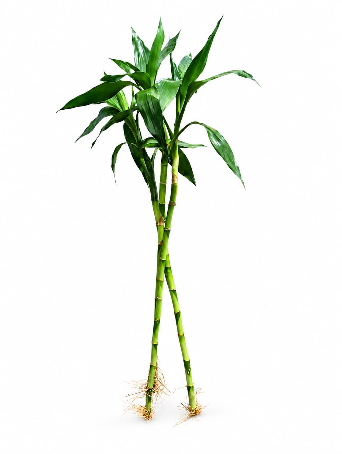 lucky bamboo 1piece