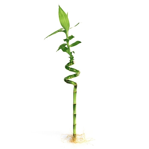 lucky bamboo 1pcs - Image 2