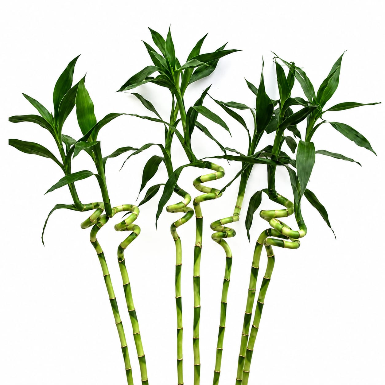 lucky bamboo 1pcs - Image 3