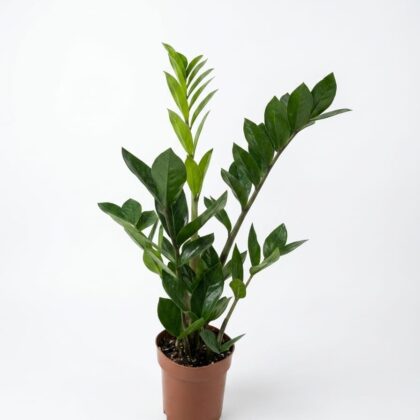 Zamioculcas zamiifolia