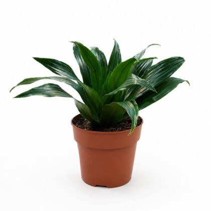 Dracaena Compacta (Janet Craig Compacta)