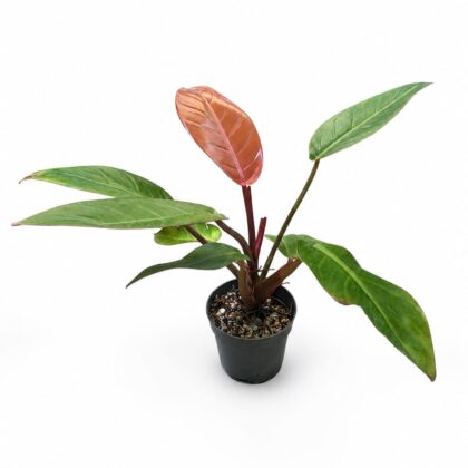 Philodendron Prince of Orange