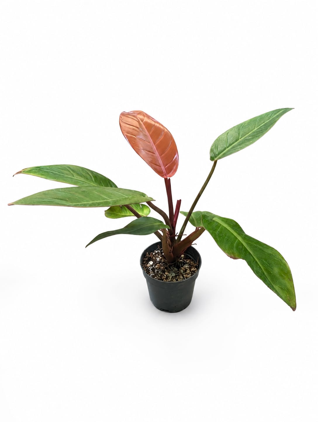 Philodendron Prince of Orange
