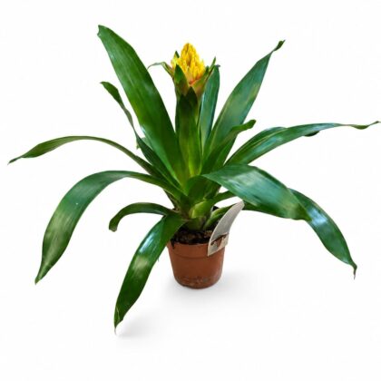 Yellow Guzmania Bromeliad
