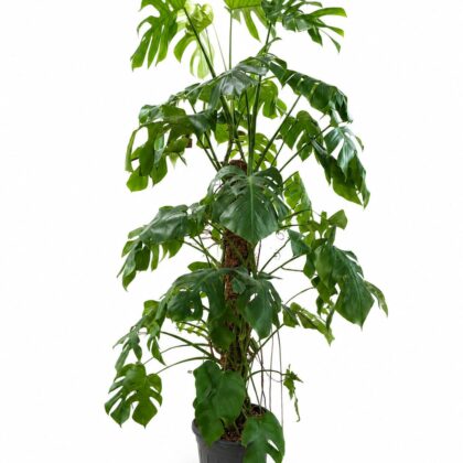 Monstera Deliciosa - Hight:1.50cm. pot:20cm.