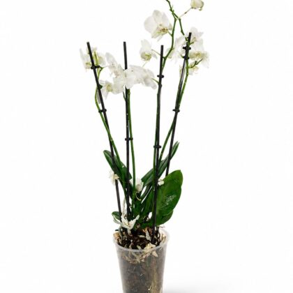 ​White Phalaenopsis Orchid (Multi-Spike)