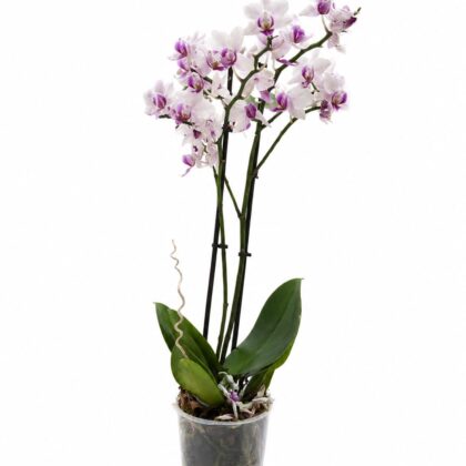 ​Phalaenopsis Orchid (Blush Moth Orchid)