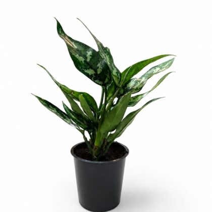Aglaonema Silver Bay (Chinese Evergreen)