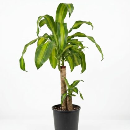 Dracaena fragrans Massangeana