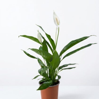Spathiphyllum (Peace Lily)