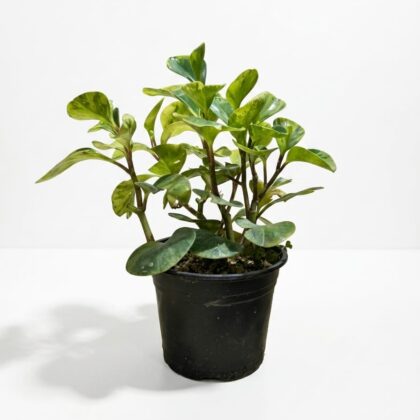 Variegated Baby Rubber Plant
