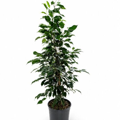 Ficus benjamina (Weeping Fig)