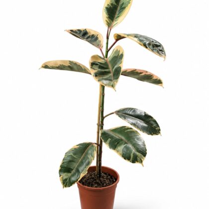 Ficus elastica(Variegated Rubber Tree)