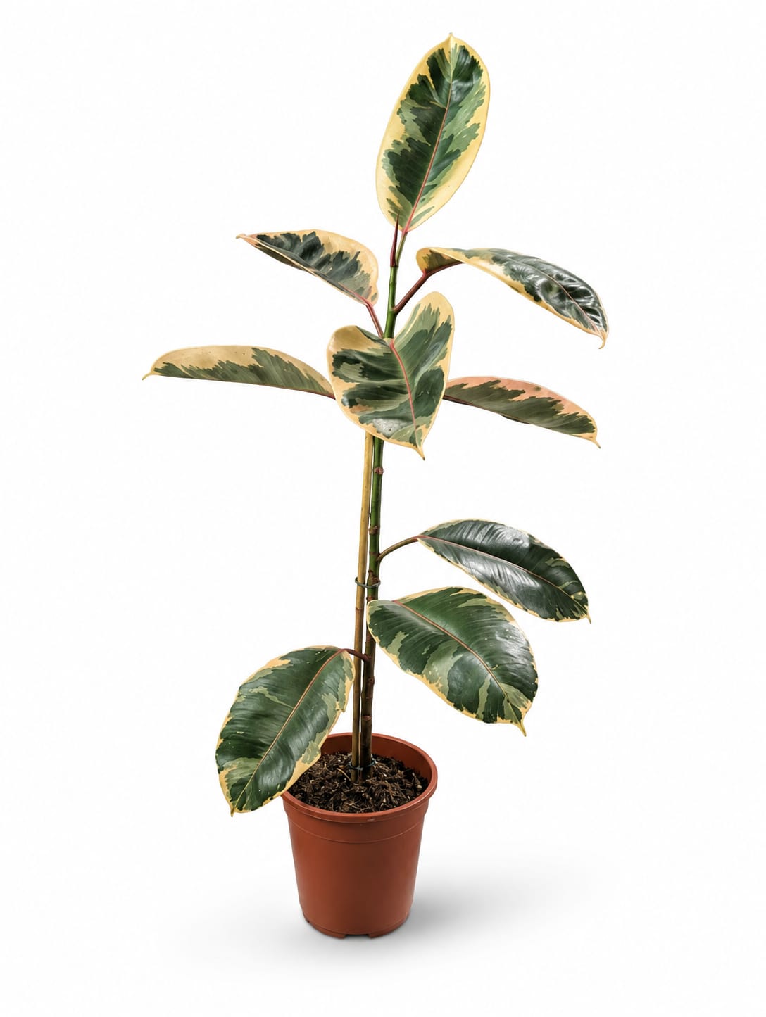 Ficus elastica(Variegated Rubber Tree)