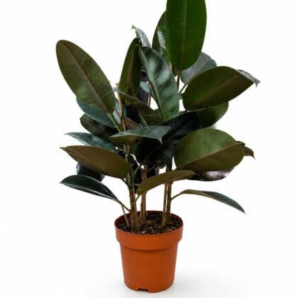 Ficus Burgundy (Rubber Tree) 3pp