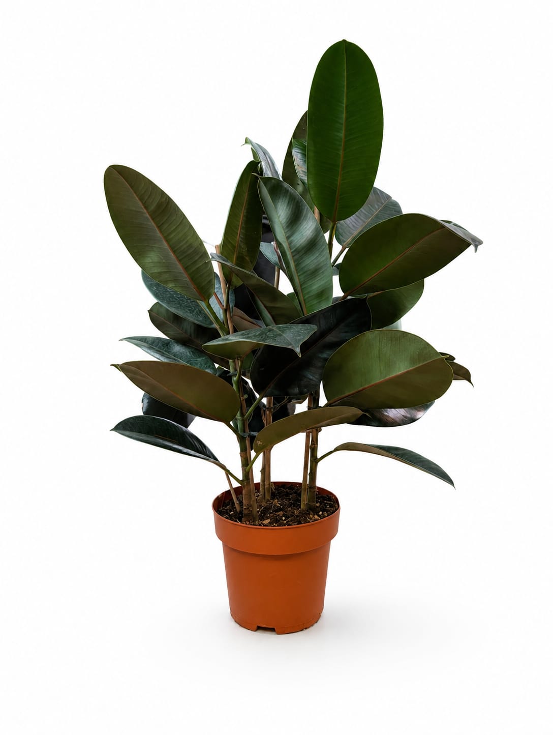 Ficus Burgundy (Rubber Tree) 3pp