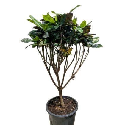​Croton Petra - Tree Form (Codiaeum Variegatum)
