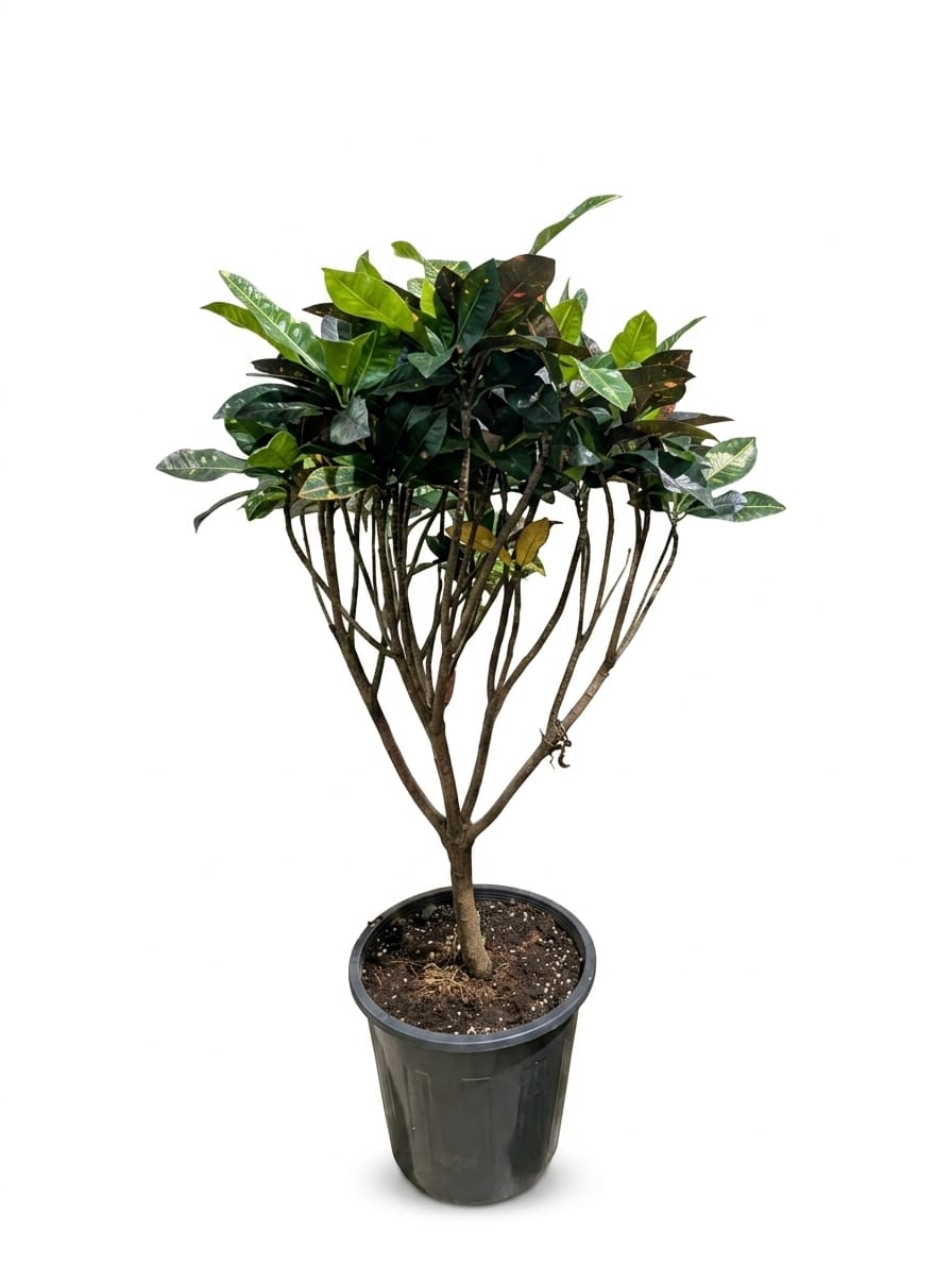 ​Croton Petra - Tree Form (Codiaeum Variegatum)