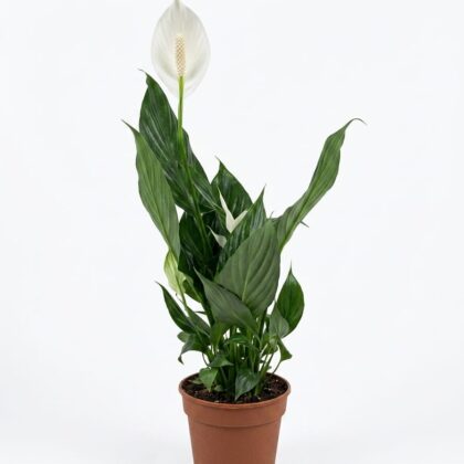 Peace Lily (Spathiphyllum)