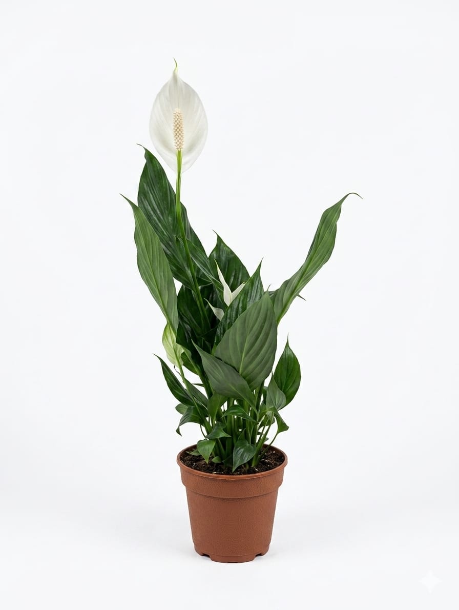 Peace Lily (Spathiphyllum)