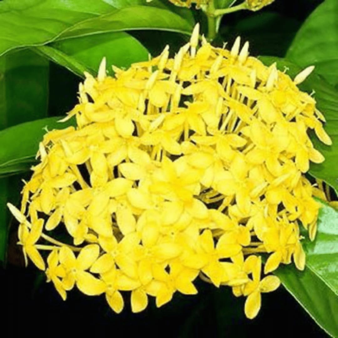 Ixora yellow mini leaf - Image 2