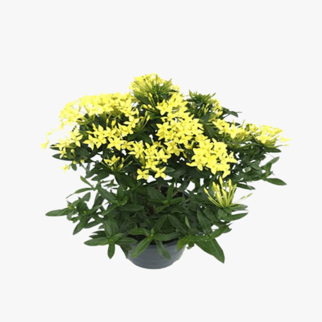 Ixora yellow mini leaf - Image 3