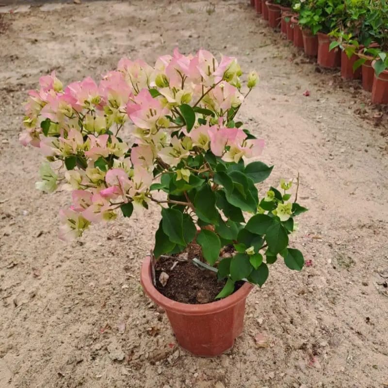 Bougainvillea Pink & White - Image 2