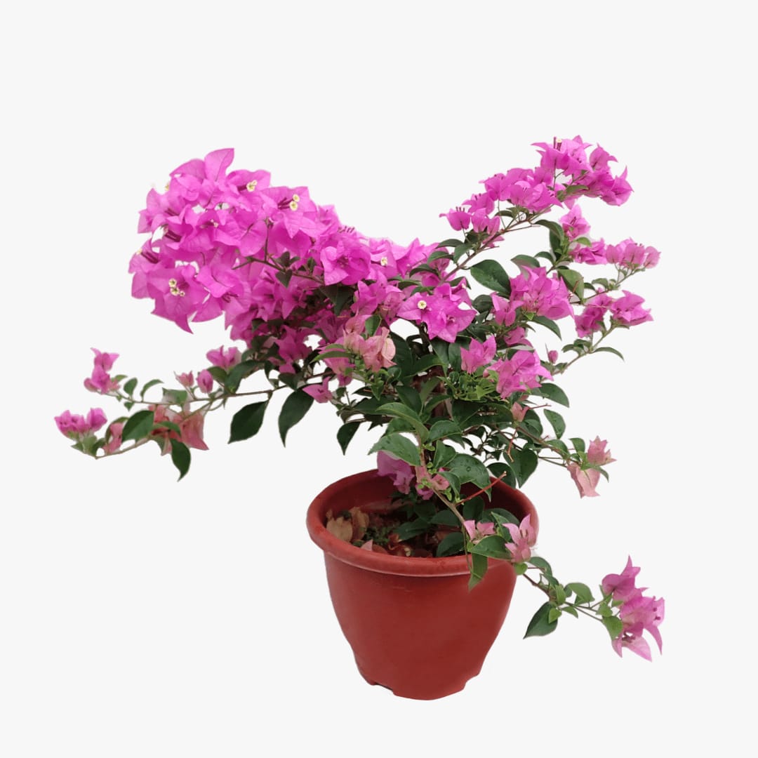 Bougainvillea pink - Image 2