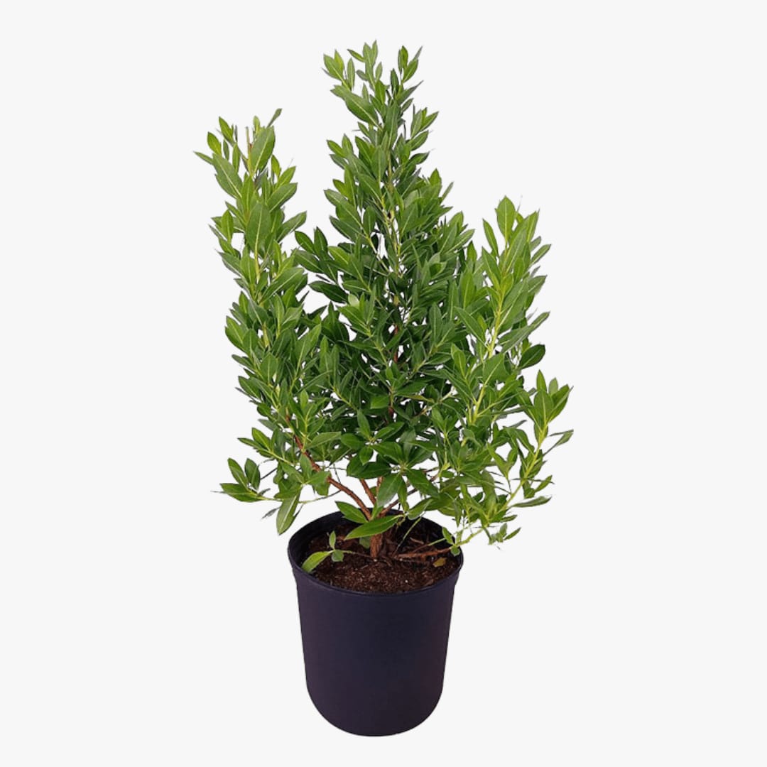 Conocarpus Plant - Image 2