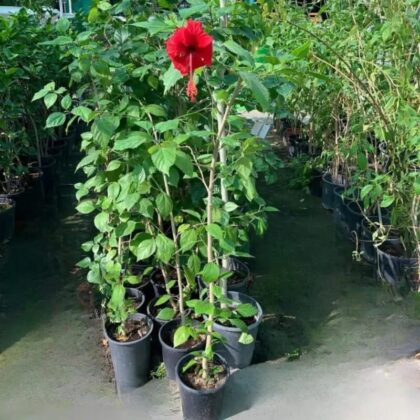 Hibiscus Red