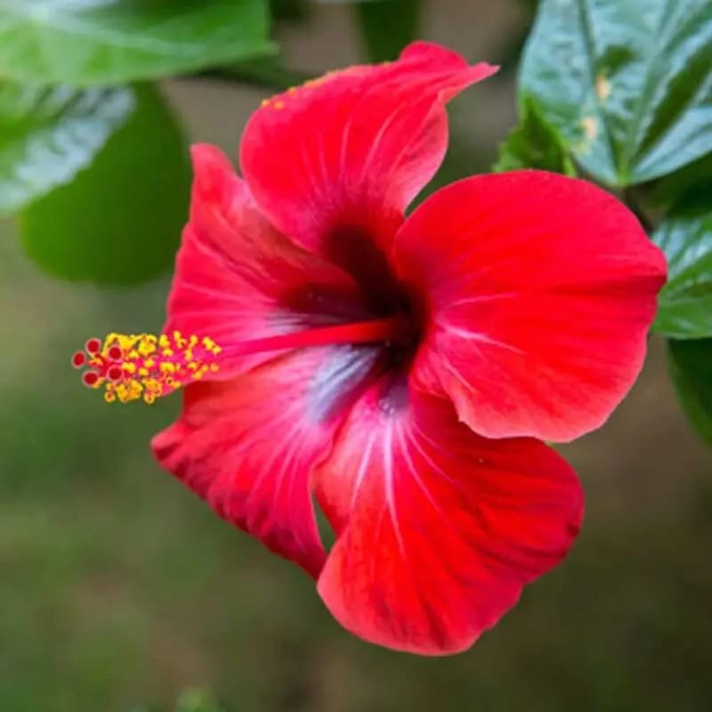 Hibiscus Red - Image 2