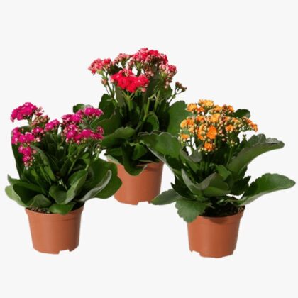 Kalanchoe
