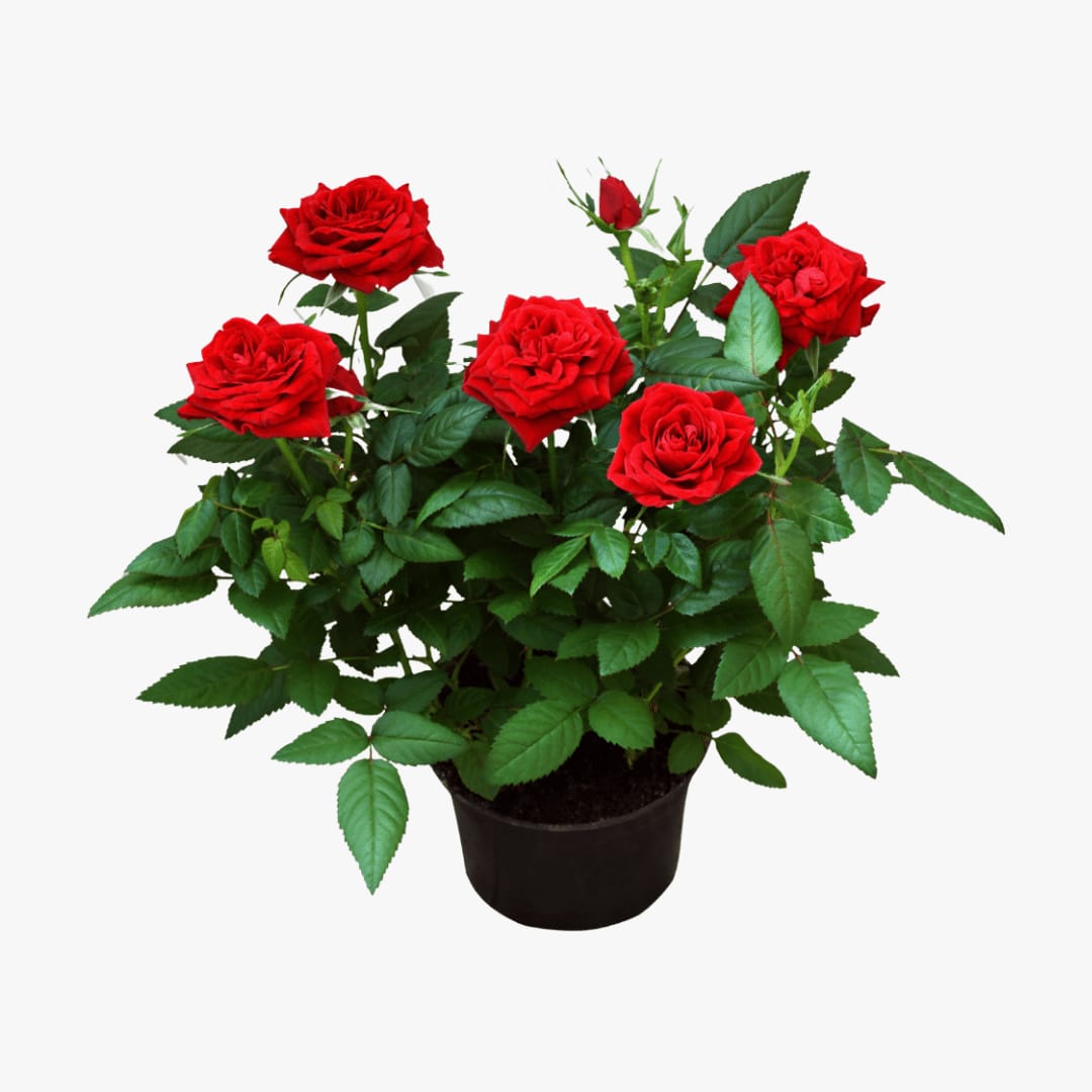 Rose red gemengd - Image 2
