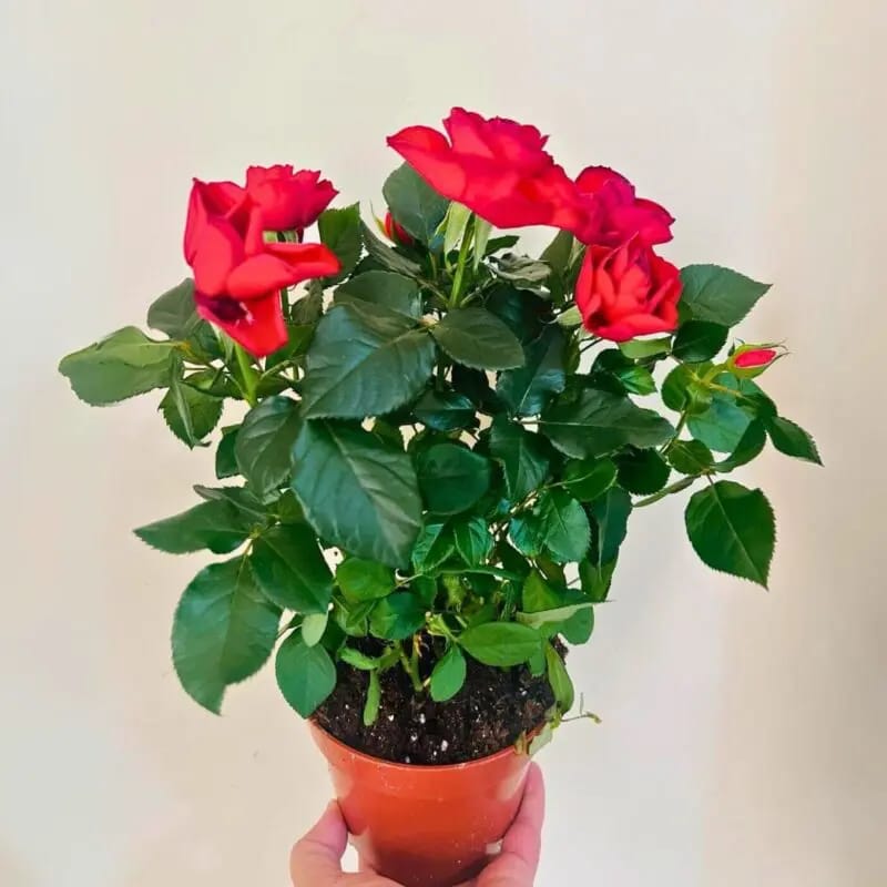 Rose red gemengd - Image 3