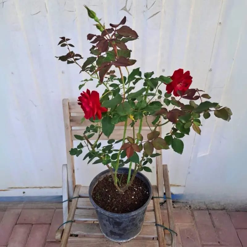 Rose Ruby – Red - Image 3