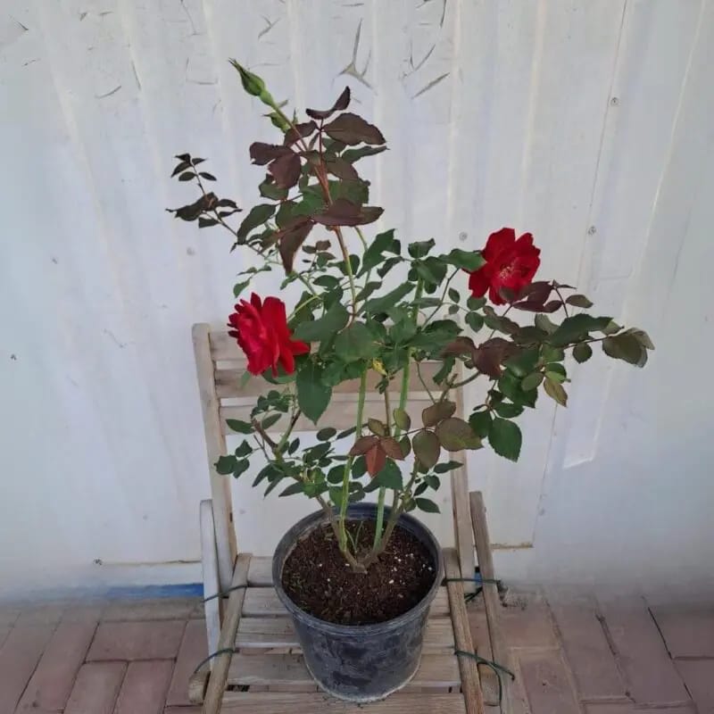 Rose Ruby – Red - Image 2
