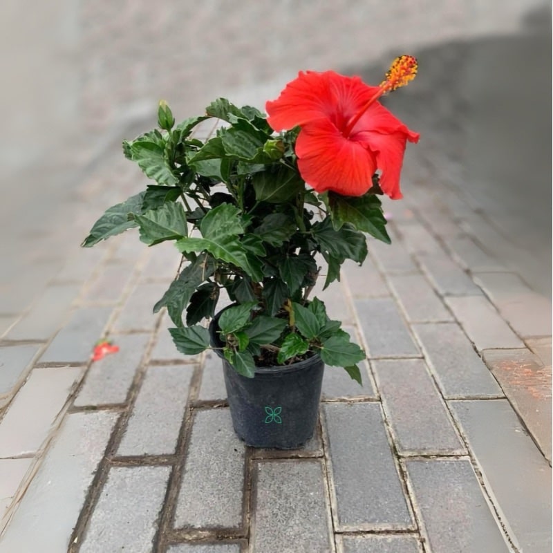 Hibiscus Red - Image 2